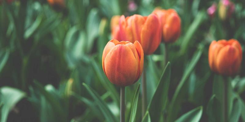 铝制瓦片如何提升建筑安全？解读金属屋面防火等级与禅意建筑的完美融合