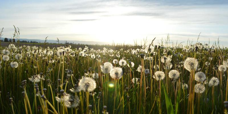 铝瓦20：现代屋顶材料的革新之选，解析其优势与应用
