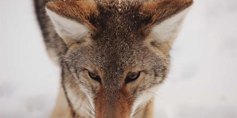 铝瓦屋面工程维护与翻新全指南：从清洁保养到涂层再生，守护禅意建筑之美